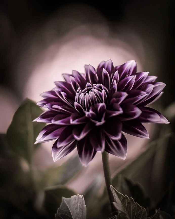 #flowerstagram: Creative Flowers Photography by Hiko Takahashi