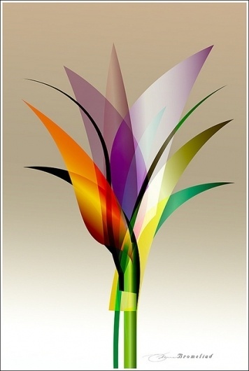 Bromeliad | Flickr - Photo Sharing! #design #graphic #illustration #graph #poster #art #awesome