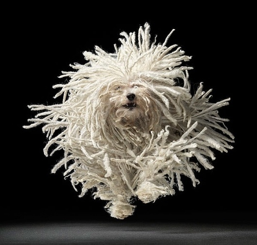 Tim Flach | Dogs | bumbumbum #flach #amazing #gods #tim #dogs #photography #dog