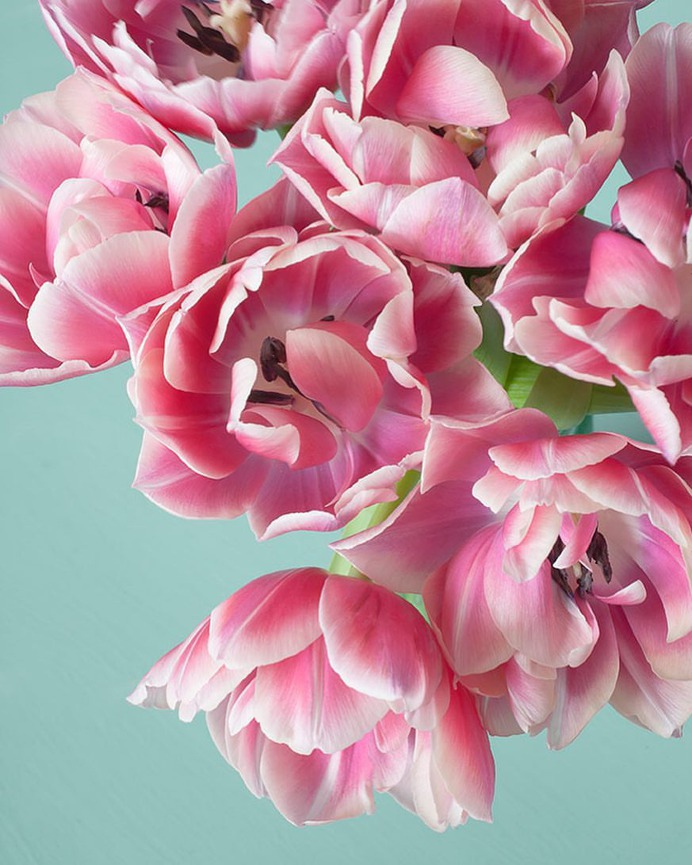 Absolutely Delightful Flowers Photography by Dianna Jazwinski