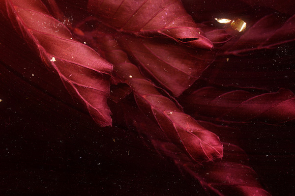 KARBORN #texture #leaves