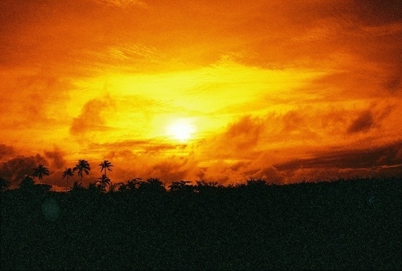 A Photo by stitch - Lomography. Nostalgic redscales. #palm #tree #lomography #redscale #nostalgia #sunset