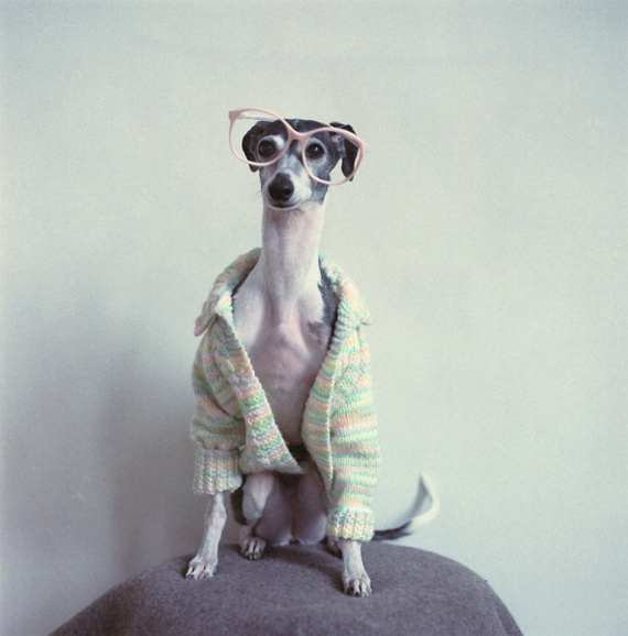 Mini eco Part 3 #glasses #pink #photo #photography #sweater #dog