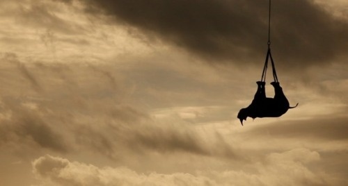 Jay Mug — Flying Rhinos (mission to transport endangered... #photography