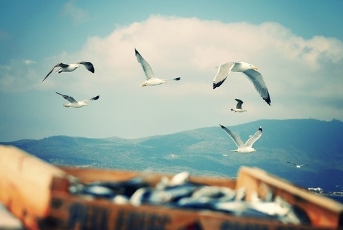 tumblr_m3ghu1heM21qzleu4o1_500.jpg (500×335) #seagull