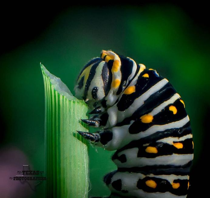 #macro_vision: Macro Insect Photography by Norman Rowsey
