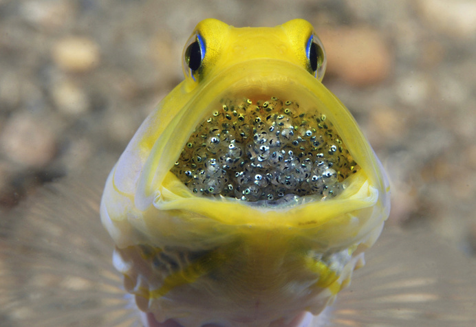 Smithsonian Magazine's 13th Annual Photo Contest Finalists