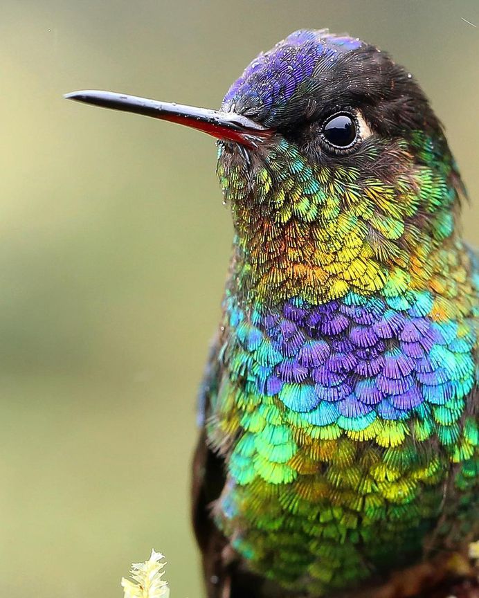 #birdstagram: Wonderful Bird Photography by Sean Graesser