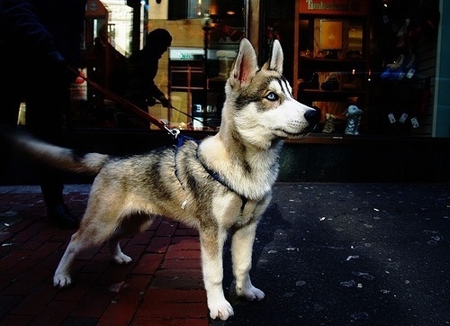 DeadFix » Woof #eyes #blue #puppy #husky