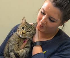 How to stop neutered cat spraying