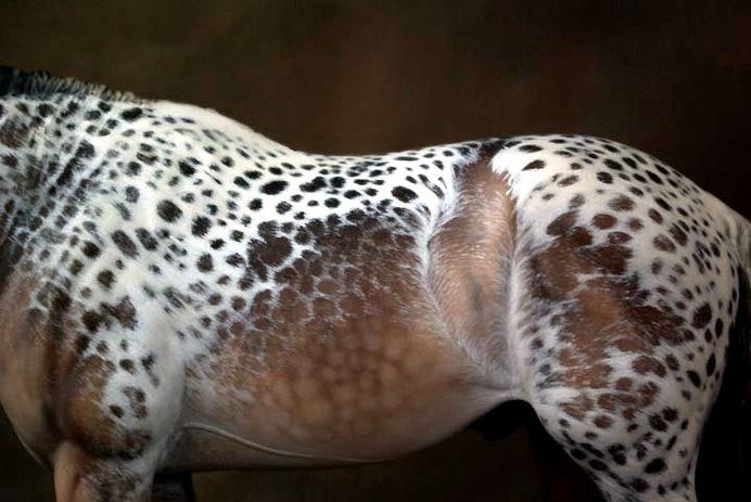 : Photo #horse