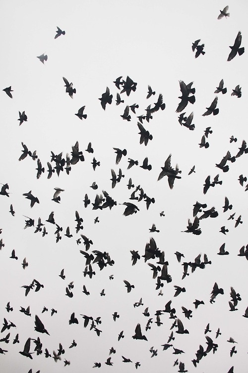 birds