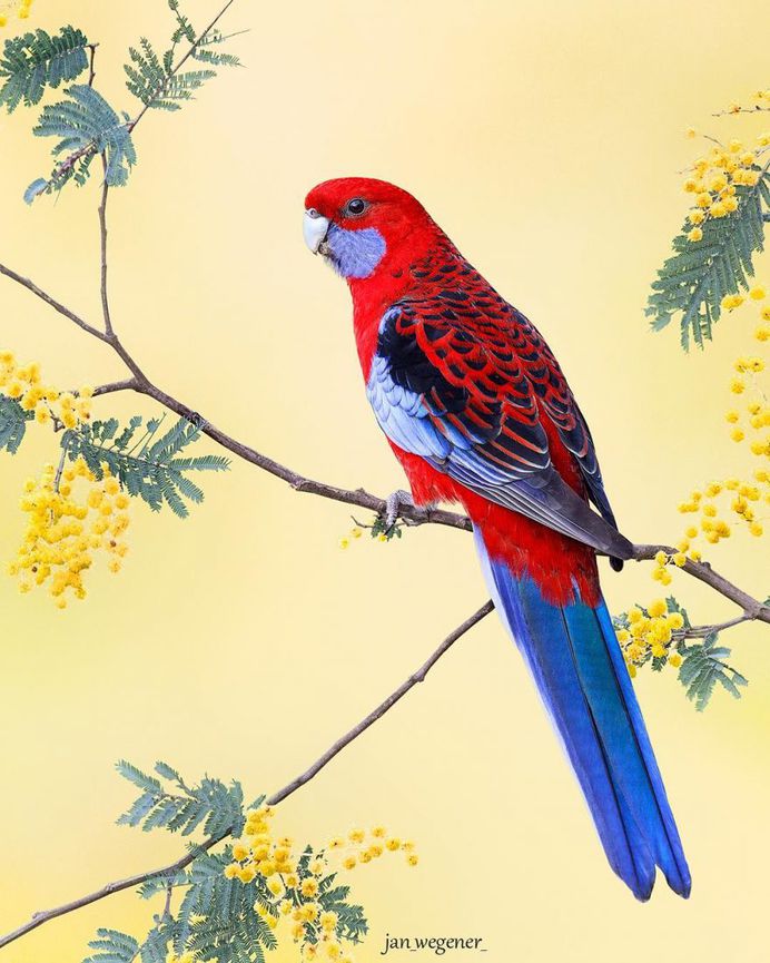 #birdsofaustralia: Adorable Bird Photography by Jan Wegener
