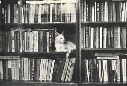 3317_ab42 #photo #books #cat #library #shelf