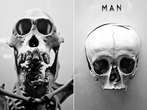 APE | MAN | Flickr - Photo Sharing! #horniman #skeleton #museum #photography #evolution #face