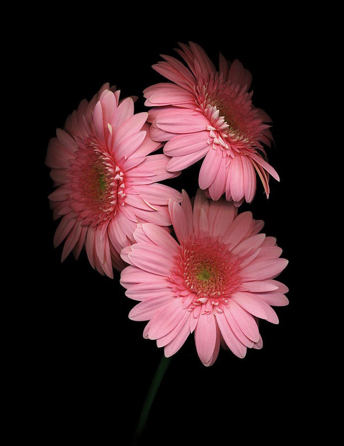daisy painting & daisy paint by number #painting