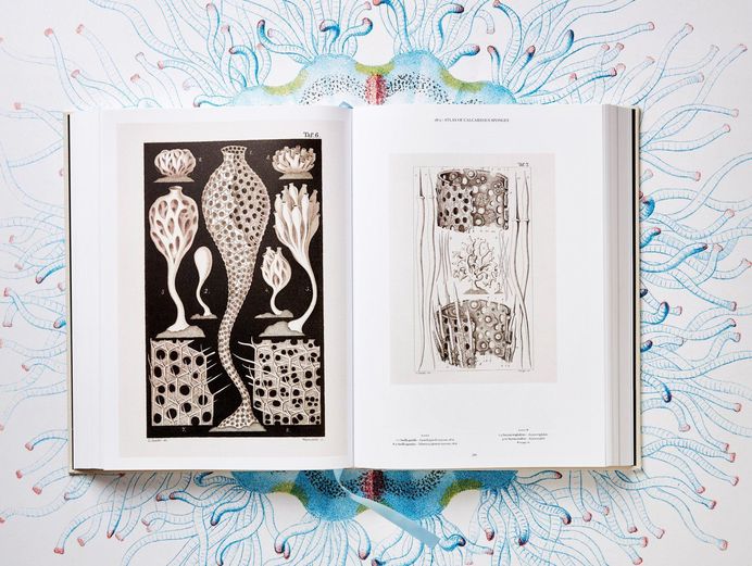 xl haeckel 0358-0359 0058