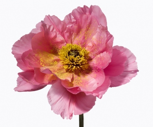 Paul Lange #inspiration #photography #macro