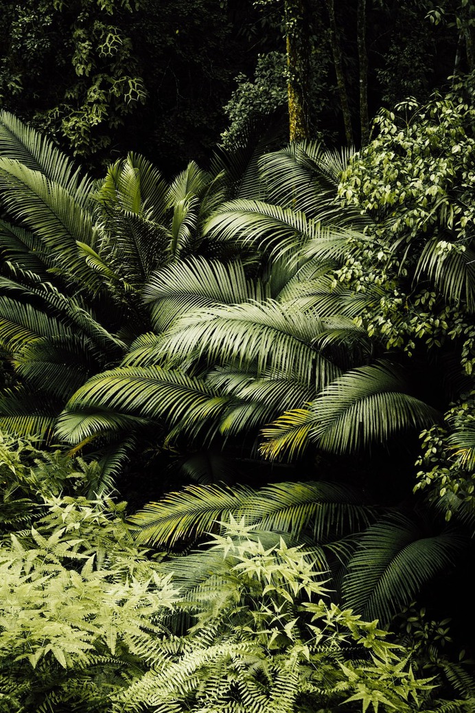 Green Aesthetic Wallpaper
