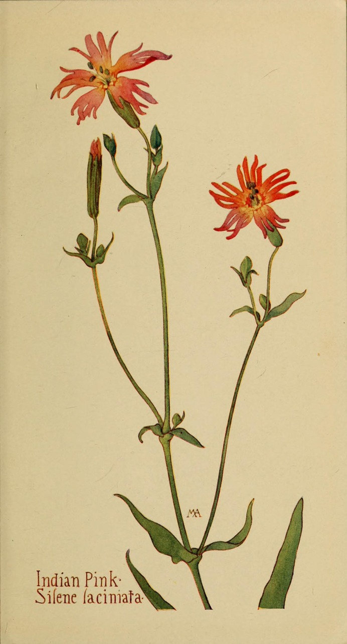 Silene_laciniata_by_Margaret_Neilson_Armstrong.jpg (1723×3200)