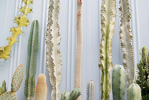 on Flickr Photo Sharing! #spikes #white #plants #cream #wall #cactus #green