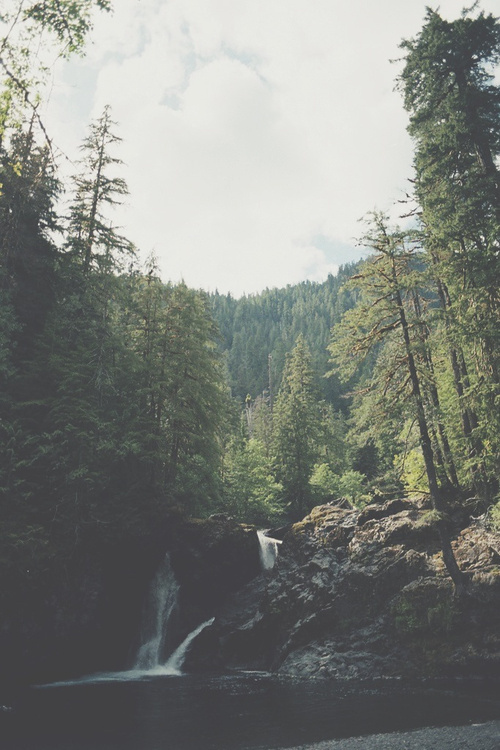 Forest by Steven Heisenberg #woods #landscape #nature #photography #vintage #forest #waterfall #trees