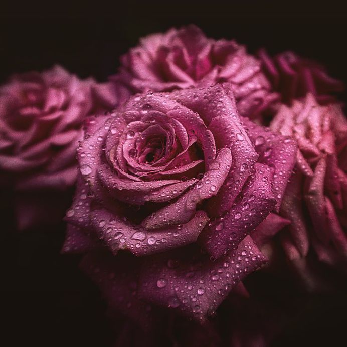 Breathtaking Beauty of Flowers: Close-Up Photography by Anne Wehner