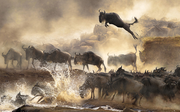 Winners of the 2014 Sony World Photography Awards, Part I In Focus The Atlantic #stampede #flee #water #africa #photography #nature #jump #wildebeest #herd #splash #leap #animal
