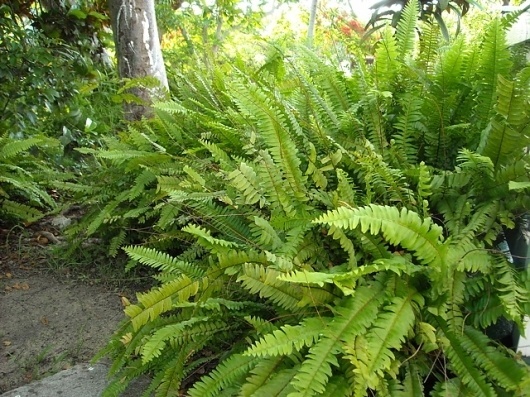 Google Image Result for http://www.pangeascapes.com/web-files/images/Sword_Fern.jpg #ferns