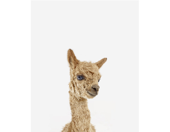 Baby Alpaca Little Darling #alpaca #photo #animal #baby