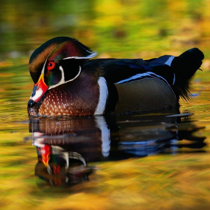 #eye_spy_birds: Beautiful Birds Photography by Dan Gibson