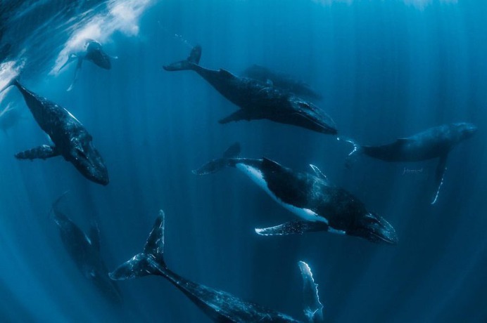 Spectacular Underwater Photos of Whales by Jasmine Carey