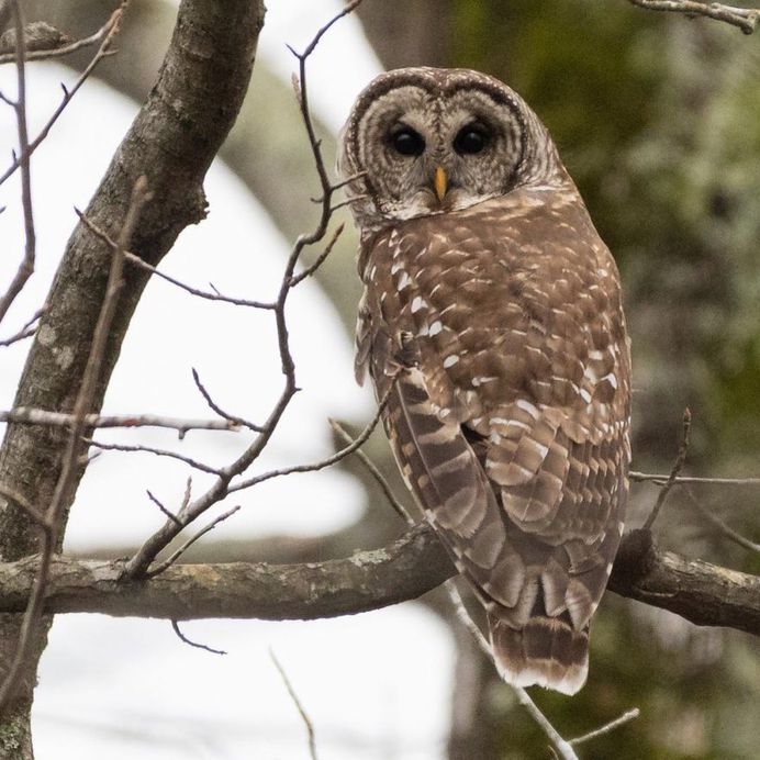 #birdfreaks: Striking Bird Photography by Adam Berry