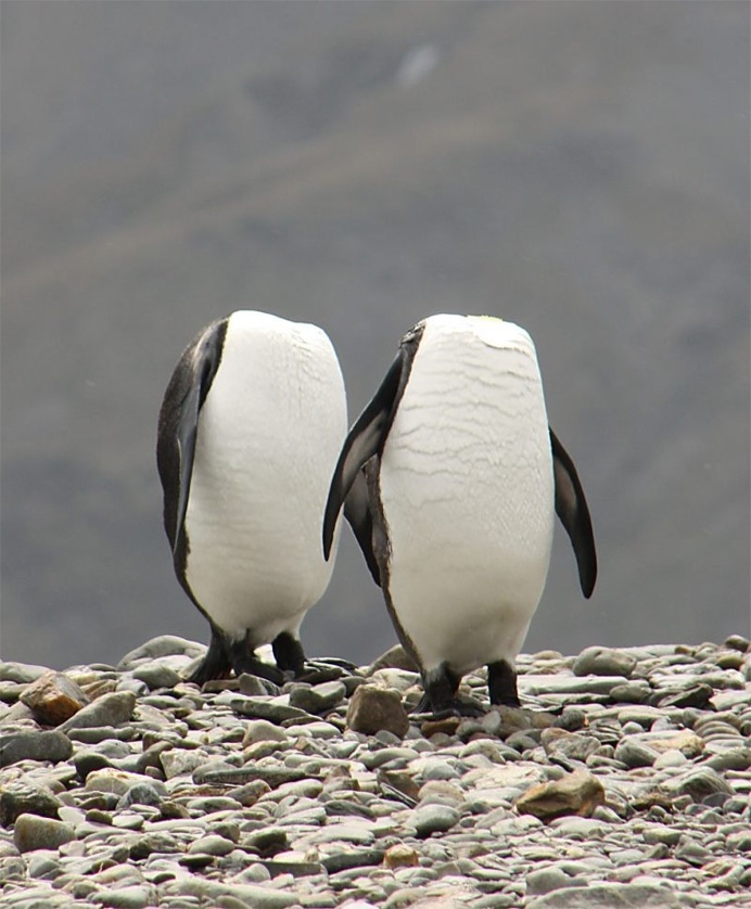 Hilarious Finalists of The Comedy Wildlife Photography Awards 2016
