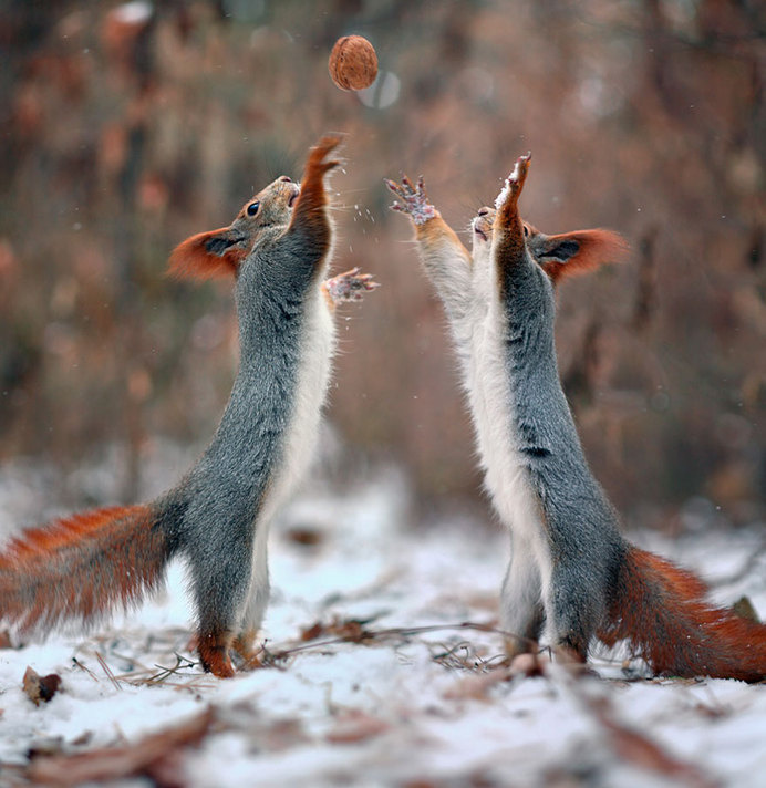 Adorable Squirrel Poses Photography by Vadim Trunov #animal photography #cutest poses