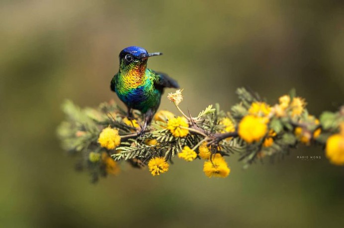 #birdsofinstagram: Fantastic Birds Photography by Mario Wong
