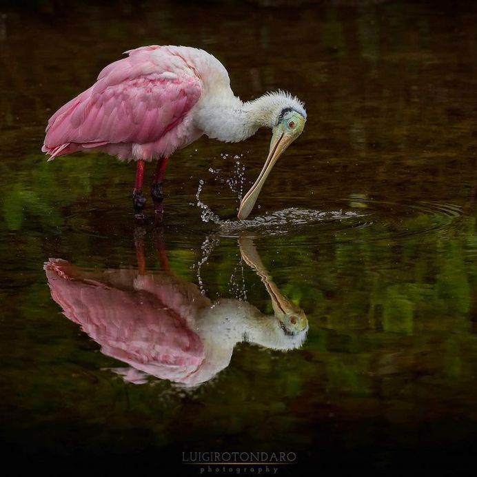 #bestbirdshots: Magnificent Bird Photography by Luigi Rotondaro