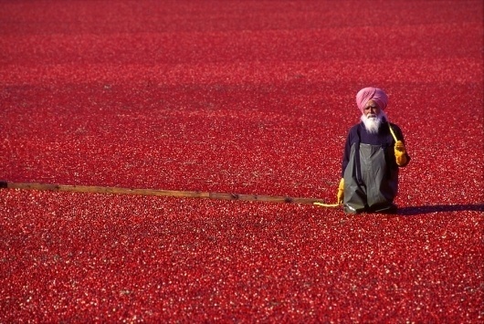 tumblr_m028p4bPsD1qm86t3o1_1280.jpg (900×603) #shit #guy #harvesting