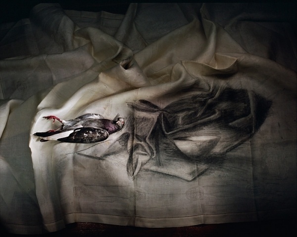 Google Image Result for http://www.qcp.org.au/uploads/images/projects/PLA12/MarianDrew_Pigeonlaidondrawncloth.jpg #dead #photography #material