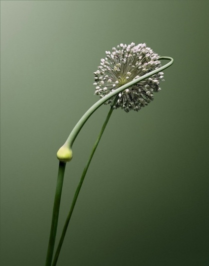 The country habit has me by the heart… - but does it float #photography #minimal #plant
