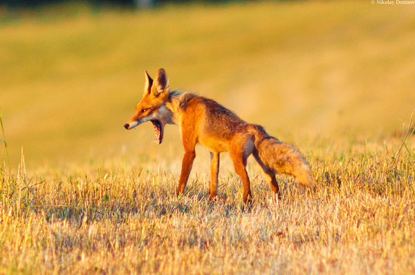 35 Lovely Fox Pictures #pictures #fox