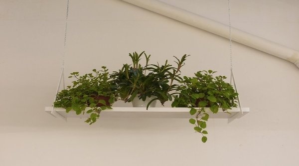 NU Showroom #plants