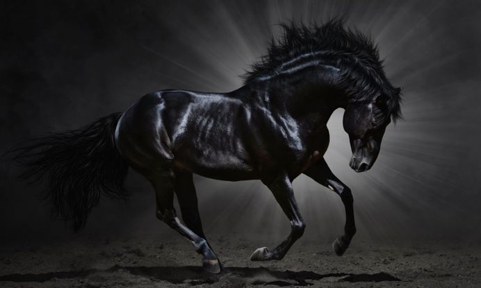 Fantasy Horse Dark Background Hd Wallpapers – WallpapersBae