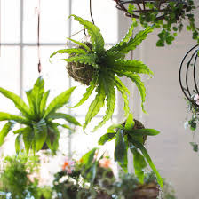 #plants #hanging #kokedama