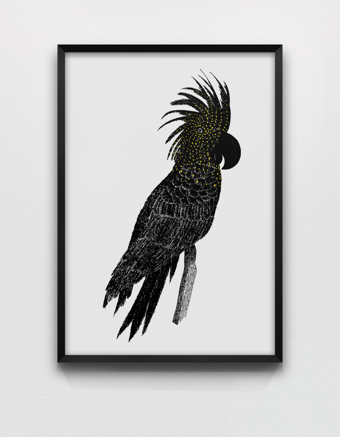 #cockatoo #palmtreeparrot