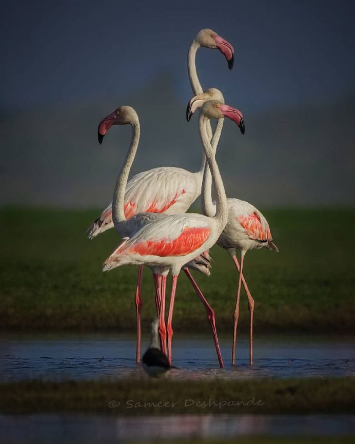 Beautiful Birds Photos of The World by Sameer Deshpande
