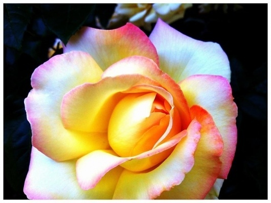 Facebook #flower #ombre #gradient