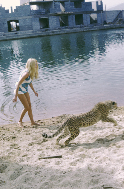 Baubauhaus. #guepard