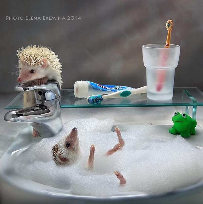 Elena Eremina Captures The Secret Life Of Hamsters