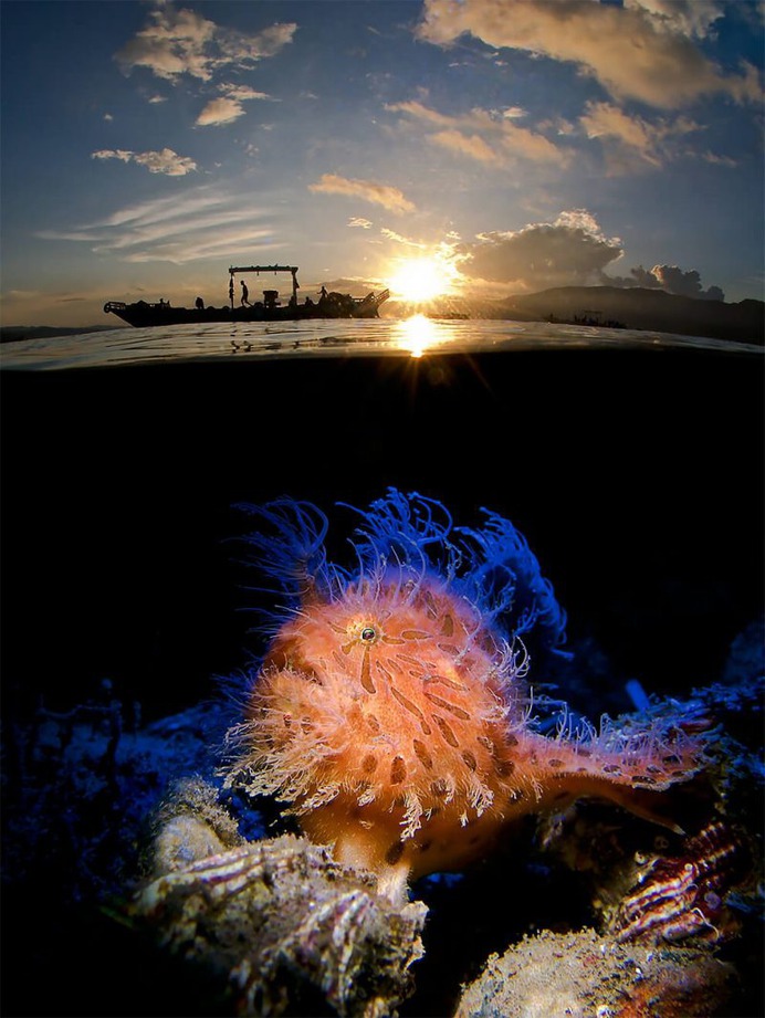 Hairy in the Sunrise by Enrico Somogyi